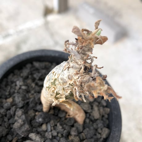 sesamothamnus rivae《大きめS size》※現地球株発根済※小振り現地球株は逆に珍しく白く美しくも味深き表皮のメクれが堪らない一株※black pot植え