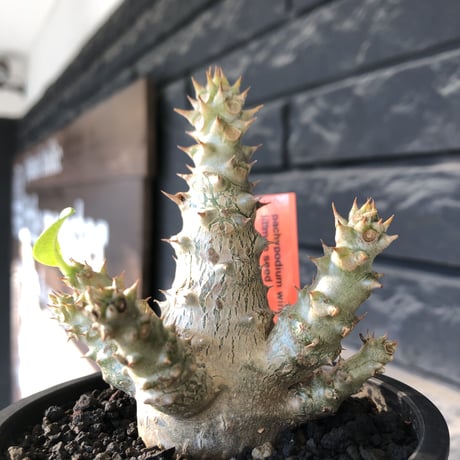 pachypodium windsorii《M size》※選抜littmon seed🌱※weight低き極ぼってり株元&枝振りも◎良樹形※mad black pot植え