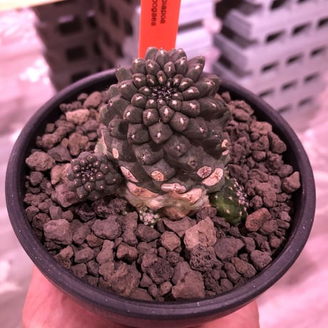 コピアポアヒポガエア | STORES