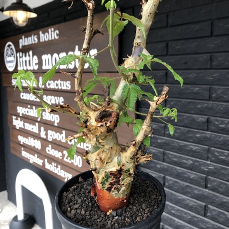 commiphora  africana《L size》※現地球株発根済※美しくbalance良き佇まい※tall pot植え