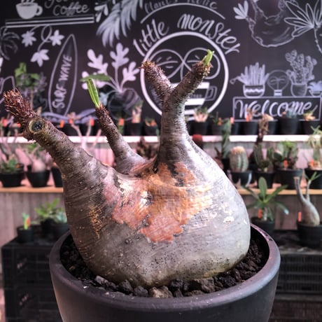 packypodium  gracilius《L size》※現地球発根済株※大変、美術的インテリア性も高く、両A面で現地焼けの一味プラスのオススメ株‼︎※mad black bowl pot植え