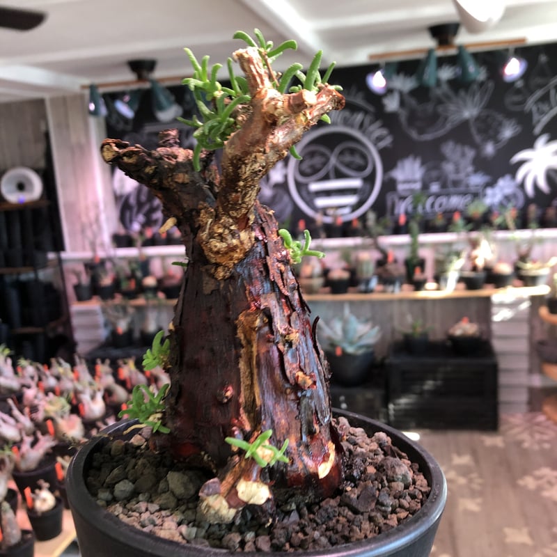 ムッチリ特良樹形　激渋系灌木風BONSAI　発根済　メストクレマ　ツベローサム ムッチリ特良樹形 激渋系灌木風BONSAI 発根済 メストクレマ