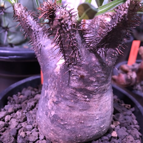 packypodium  gracilius 黒肌《M size》  現地球  発根済み株   mad black pot植え