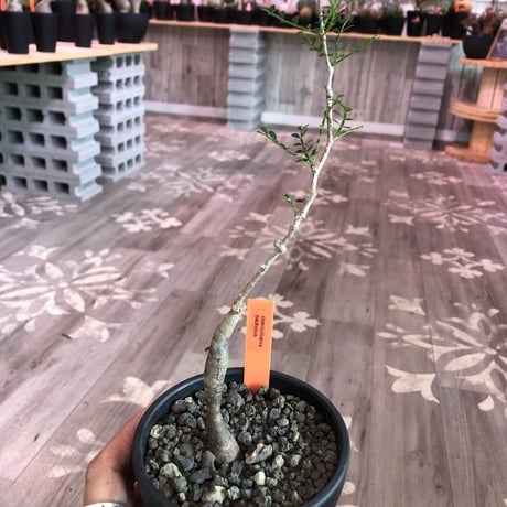 opercullicarya   packypus  littmon  seed🌱 《4年半株》※mad black  bowl  pot植え （限定5株）