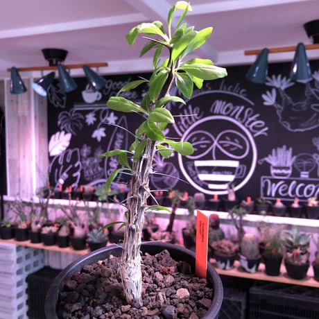 fouquieria  diguetii《M size》※ディグエッティの特徴がしっかり出た幹にイキイキした葉のコントラストが堪らない一株※mad black pot植え