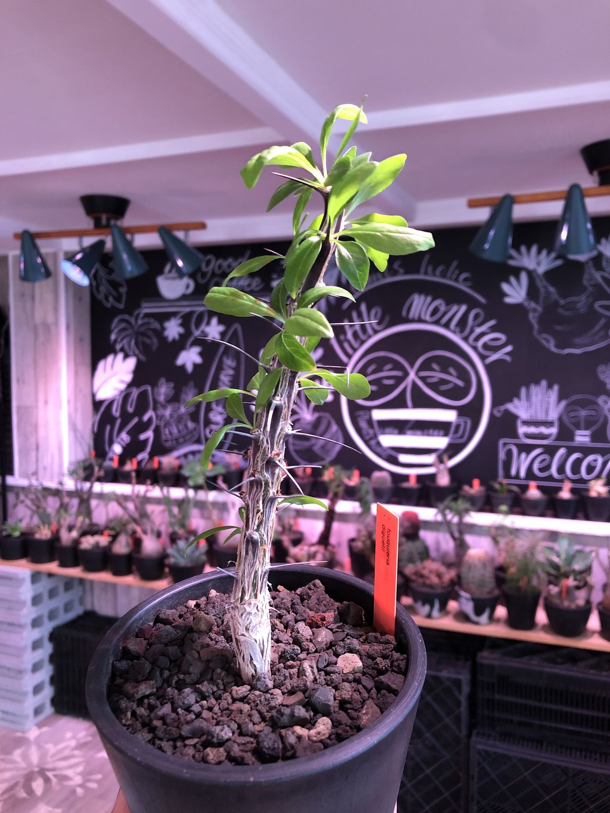 fouquieria フラワー・ガーデニング フォークイエリア ディグエッティ