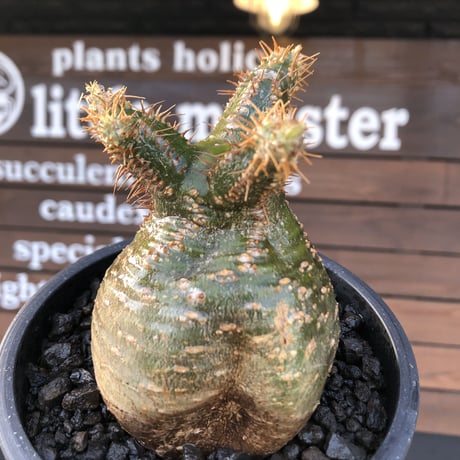 pachypodium  gracilius《M size》希少‼︎green肌ぼってり樹形※現地球発根後店主国内管理2年株※weight低く低重心極短枝な選抜株※mad black pot植え
