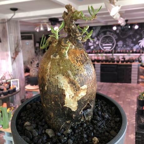 pachypodium  bispinosum《L size》※現地球発根後店主国内管理7年株※大株且つwildな味深きエグれに両A面なぼってり樹形※mad black bowl pot植え