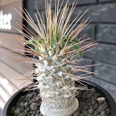 pachypodium  namaquanum 光堂《L size》littmon seed🌱※激希少‼︎ぼってり大きめ光堂‼︎時間かけ大切に育てた渾身の一株※mad  black pot植え