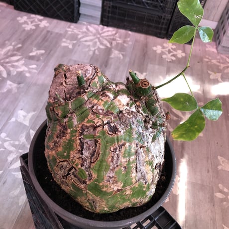 pseudobombax elipticum《XL size》※現地球発根済株※bigで丸い最高峰ボンバックス‼︎唯一無二強烈なインパクト株激オススメ株※mad black bowl pot植え