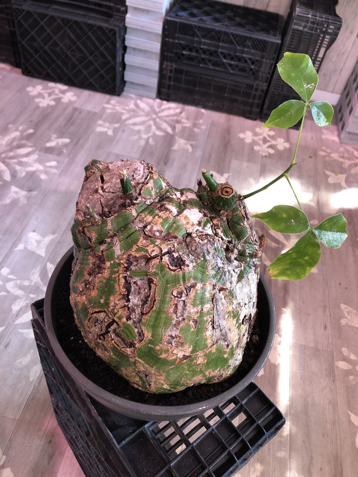 pseudobombax elipticum《XL size》※現地球発根済株※bigで丸い最 pseudobombax elipticum《XL size》※現地球発根済株※bigで丸い最