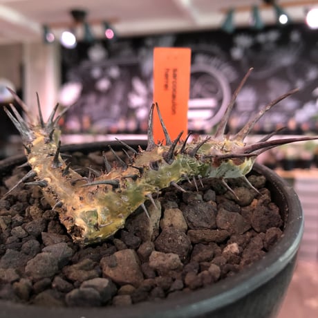 サルコカウロンヘレー | STORES