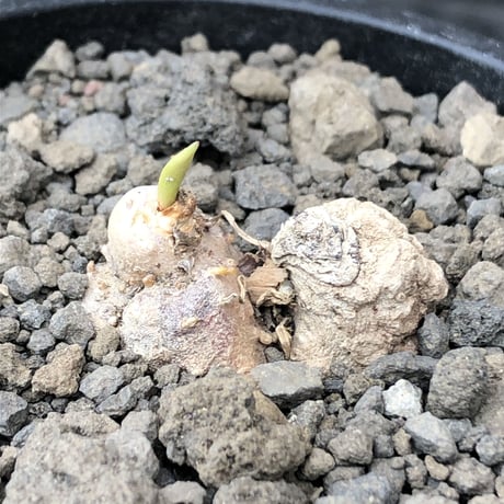 eriospermum cooperi《L size》驚愕‼︎冬型激希少年代物※現地球発根後店主国内管理8年株※年代物&立体塊根＆極美しい大きな葉も魅力な一株※mad black pot植え