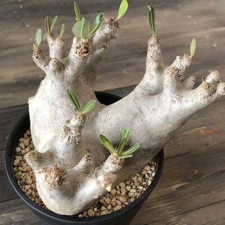 packypodium   inopinatum《L size》発根済み株
