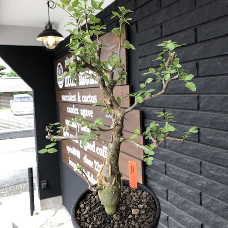 bursera  fagaroides《M size》※現地球発根済※店主管理3年株※成熟しメクれ上がった株元はパキポみたくぼってりしウェイト低い最高balance株※mad black pot植