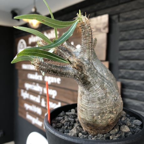 packypodium  gracilius《M size》W-he'd株🌵🌵※現地球発根済株※店主国内管理3年株※compactぼってり樹形‼︎丸々かわいい二分頭※mad black pot植え