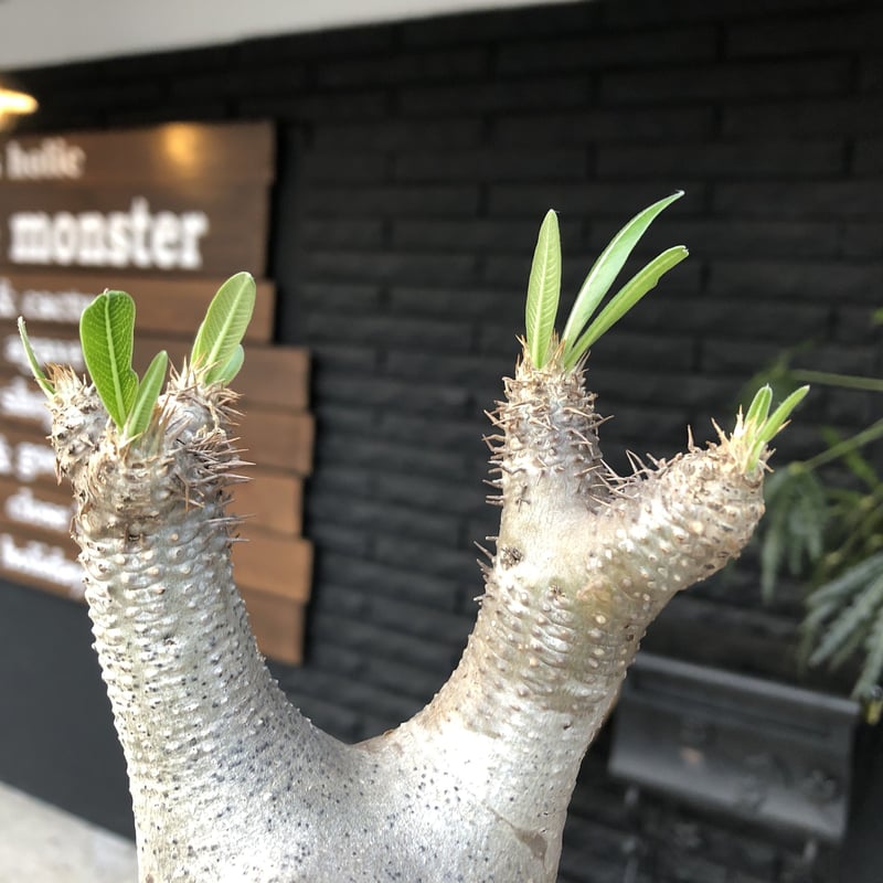 packypodium inopinatum《M size》発根済み株‼︎ 店主管理国内3