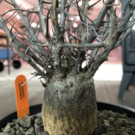 fouquieria   columnaris（M   size）