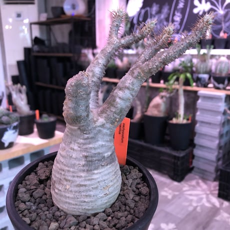 packypodium  gracilius《大きめS size》※現地球発根済※大変良き枝振りの上、ぼってり株元に白肌美株な良きグラキリス※mad black pot植え