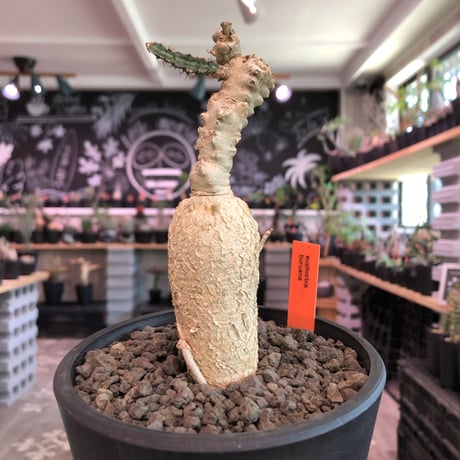 euphorbia buruana《M size》※塊根ユーフォルビアの中で最も希少性高きユーフォルビアの上、大変wildな太く棘棘しい多肉質の葉を展開するブルアナ※mad black pot植え