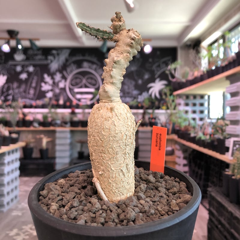 euphorbia buruana《M size》※塊根ユーフォルビアの中で最も希少性高き