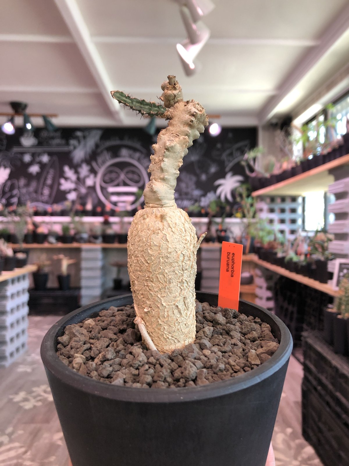 ユーフォルビア・ブルアナ（Euphorbia buruana）　希少 cd835e558c23950035cc541c86164e