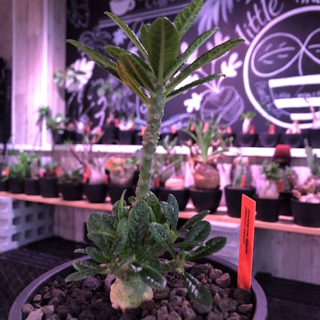 希少 dorstenia   gigas《M size》littmon  seed🌱4年株※大変良きぼってり株元＆良樹形balanceの将来有望ギガス※mad black pot植え