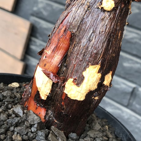 mestoklema tuberosum《L size》※現地球発根後店主国内管理5年株※味深き朽ちくによるメクれ&赤肌強き極太株元‼︎冬季も動く唯一無二な希少灌木※mad black pot植え