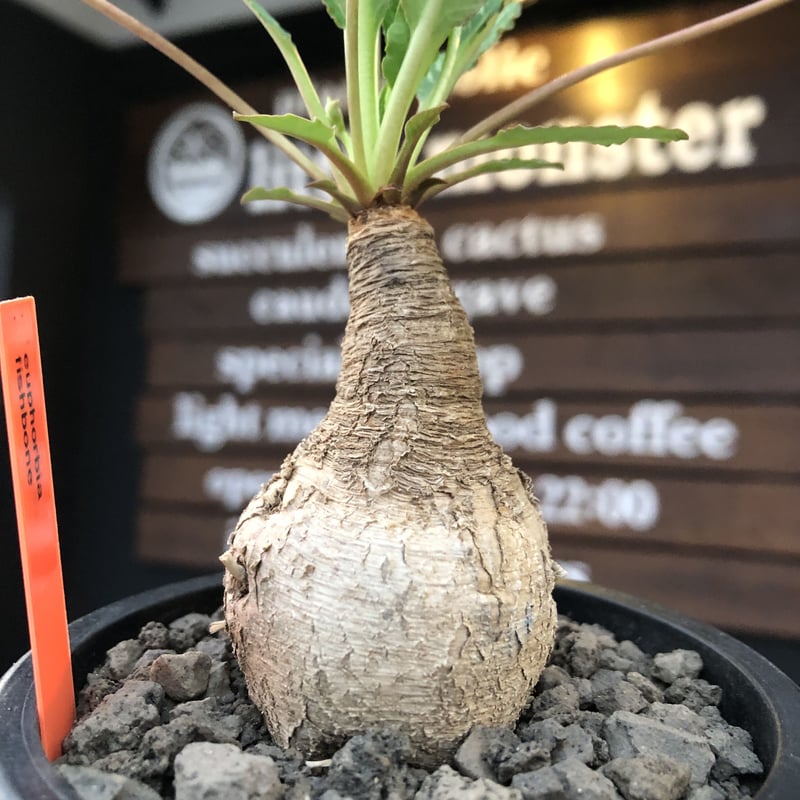 ユーフォルビア　フスカ　現地球　発根株 (鉢付き) ユーフォルビア フスカ 現地球 発根株 (鉢付き) ユーフォルビア