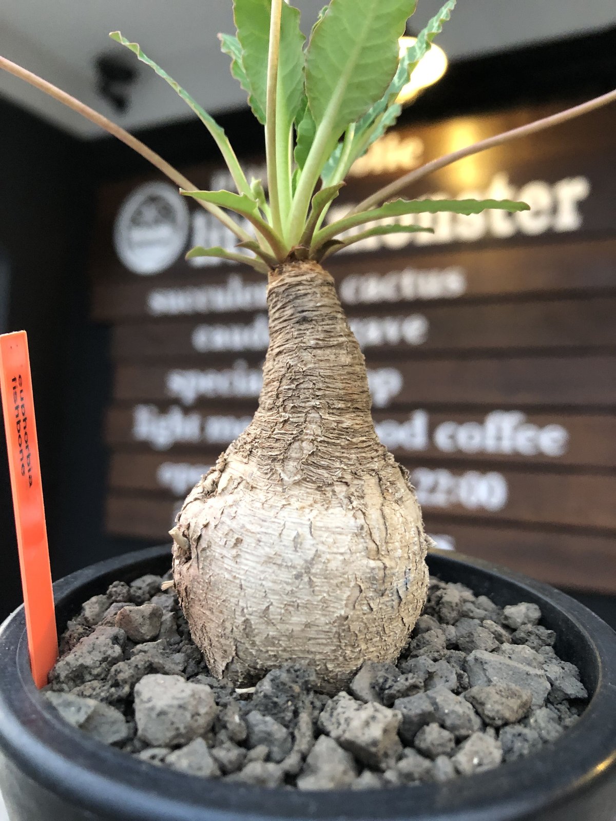 euphorbia fishbone《 M size》※現地球発根後店主国内管理4年株（店主