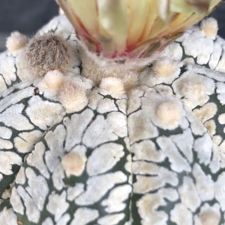 astrophytum asterias var.スーパー兜　V-type《L size》※店主国内管理4年株※ビッグで白肌が堪らない希少V-type‼︎※mad black bowl pot植え