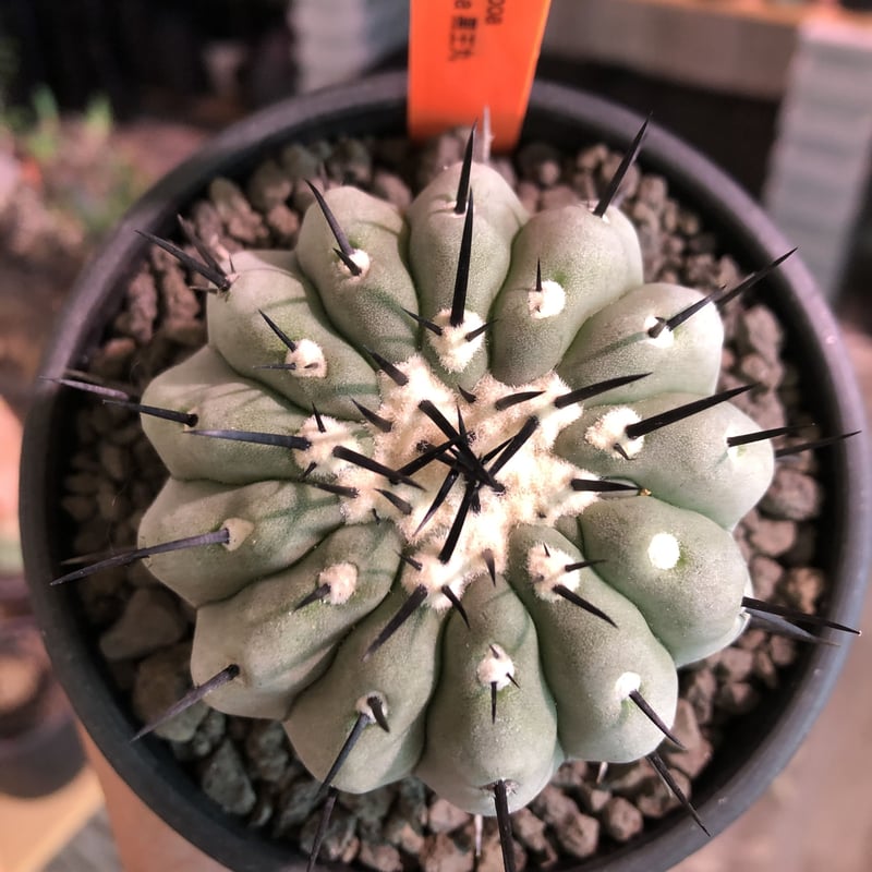 copiapoa cinerea 黒王丸《M size》激希少‼︎※現地球発根済株 copiapoa cinerea 黒王丸《M size》激希少‼︎※現地球発根済株