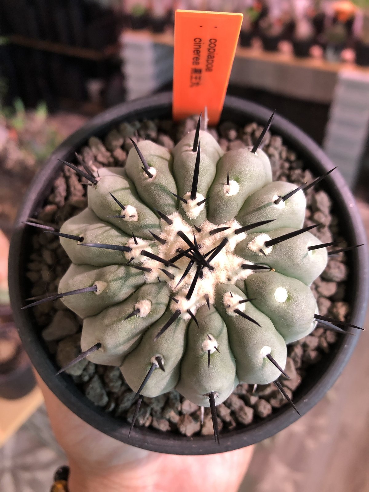 copiapoa cinerea 黒王丸《M size》激希少‼︎※現地球発根済株 copiapoa cinerea 黒王丸《M size》激希少‼︎※現地球発根済株