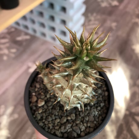 pachypodium  baronii《小さめL size》※激希少‼︎現地球発根済株※現地らしい荒いstuds棘に肌質‼︎確定枝を持ちweight低めな良樹形※mad black pot植え
