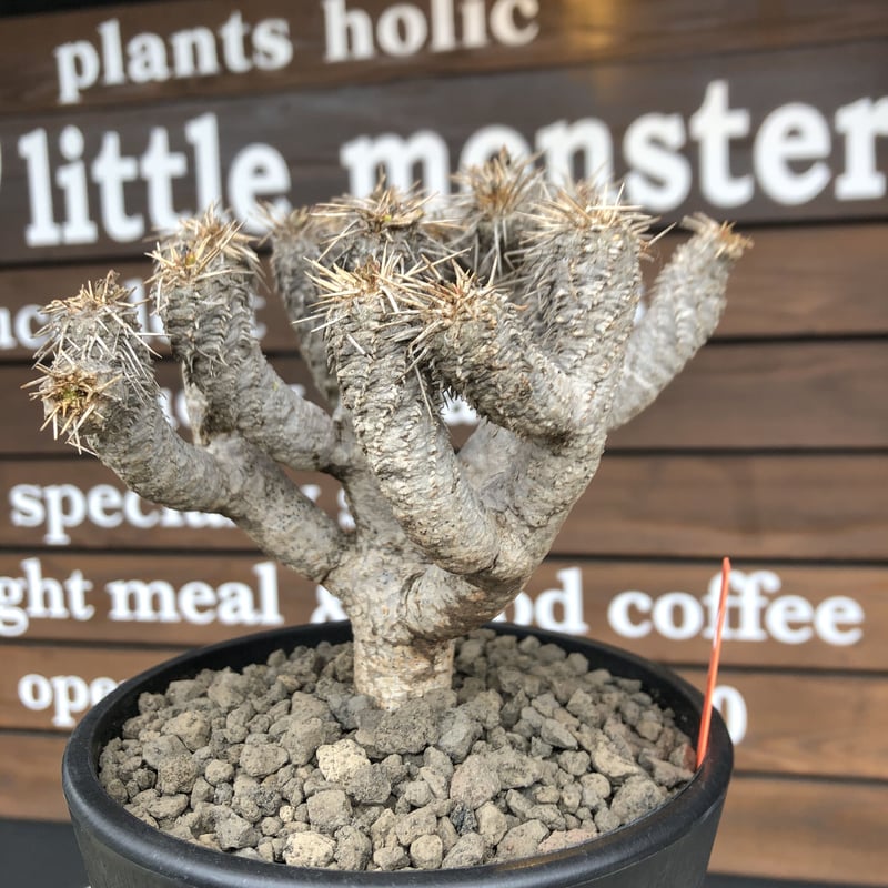 euphorbia guillauminiana《M size》※現地球発根済株※店主国内管