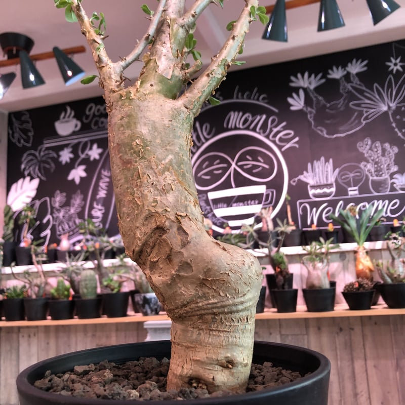 【発根済】セサモタムナス ブッセアヌス　現地球 isla del pescado - Sesamothamnus busseanus-セサモタムナス