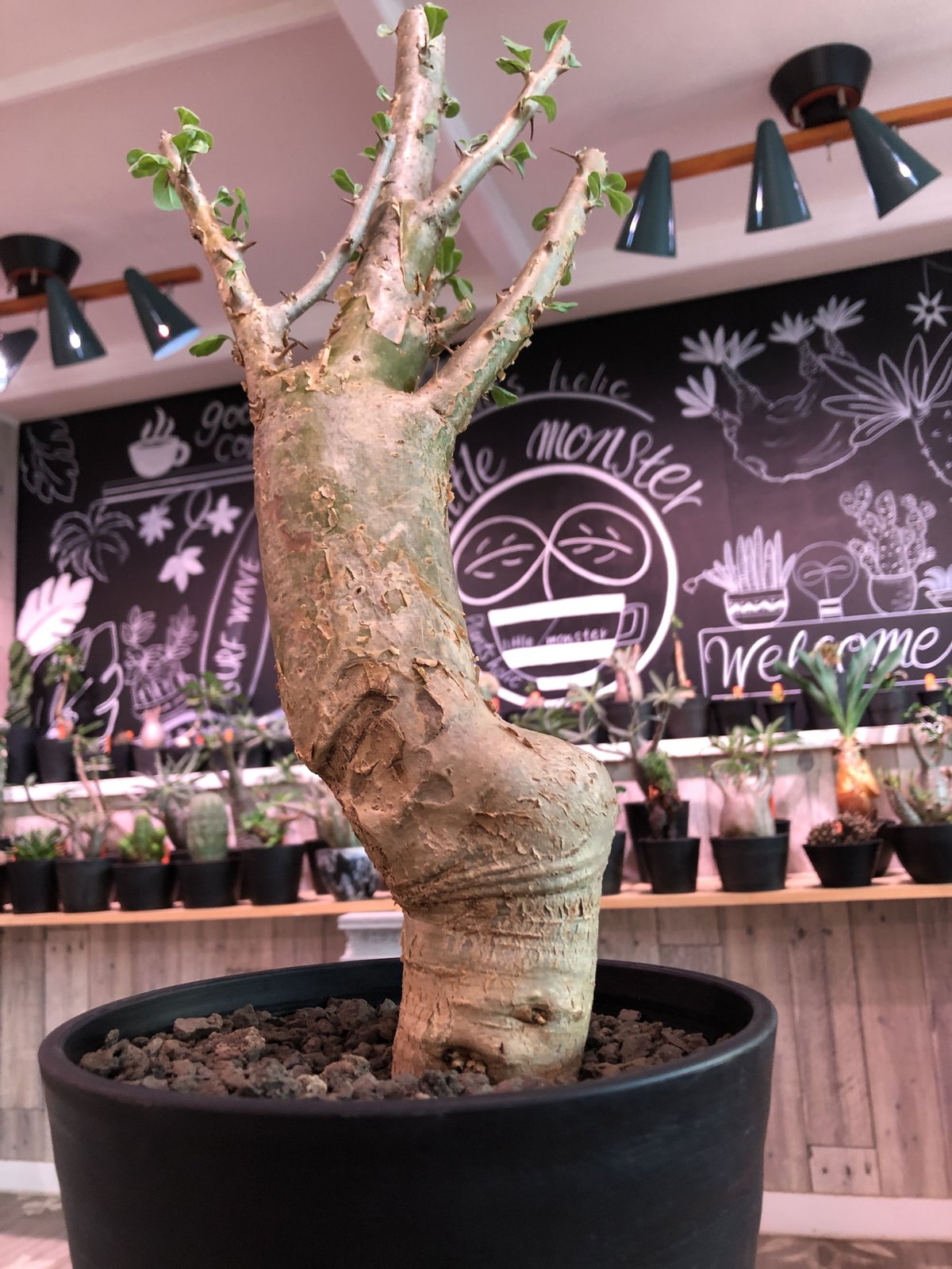 【現品】セサモタムナス ルガルディー　８号　大株　天狗のゴマすり　４T番 NEW!【現品・現物】セサモタムナス ルガルディー 8号大株