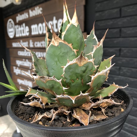 agave  titanota《小さめL size》※発根後店主国内管理2年株※締まり良きbest sizeなオススメ株※浅鉢植え