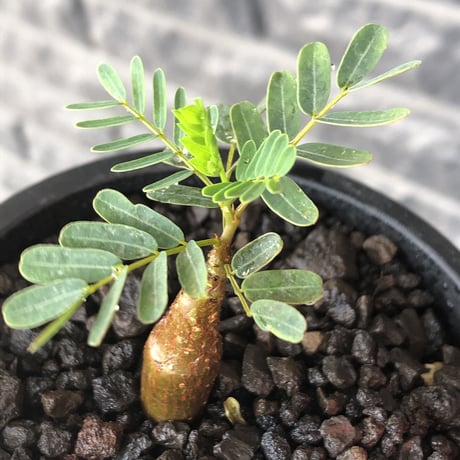 senna  meridionalis《 SS size》littmon seed🌱※小振りながら大切に育てた成長楽しみ可愛いセンナ※mad black pot植え