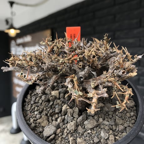 sarcocaulon  vanderietiae《大きめM size》※現地球発根後店主国内管理3年株※希少春秋型種‼︎weight低く枝間密な纏まり良き一株※mad black pot植え