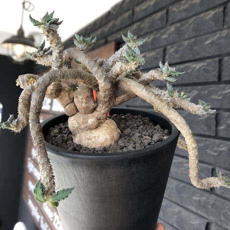 euphorbia tulearensis《 LL size》※現地球発根後店主国内管理5年株※驚愕‼︎bigサイズ‼︎希少性No.1塊根ユーフォルビア‼︎※mad black pot植え