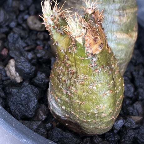 pachypodium gracilius《M size》※現地球株発根済※希少‼︎w-he'd＆極green肌で愛らしいぼってり樹形※black pot植え