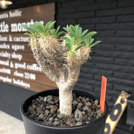 euphorbia    guillauminiana《M  size》