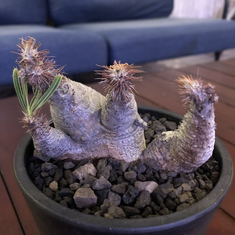 packypodium  gracilius《 M size》W-he'd※現地球発根済※white colorが綺麗な二分頭グラキ‼︎樹形含め堪らぬかわいさ※mad black pot植え