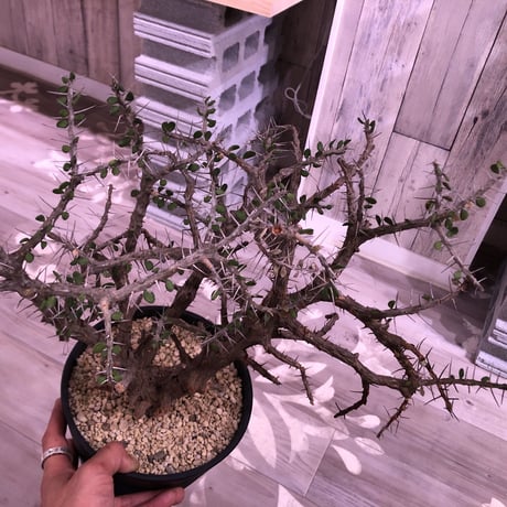alluaudia    comosa《L L size》希少‼︎