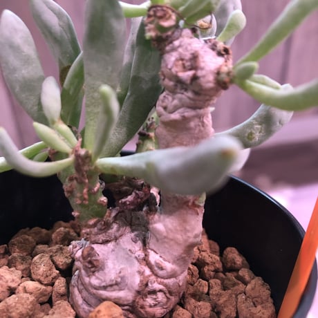 othonna   clavifolia《S size》