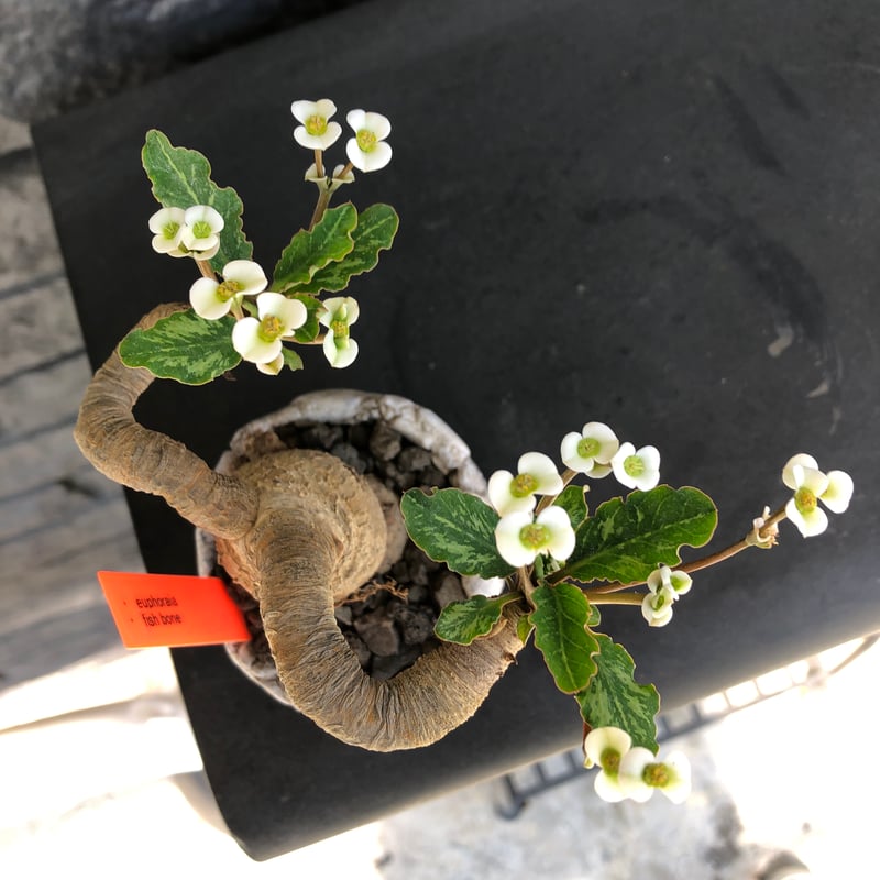 euphorbia fishbone《 M size》※現地球発根済株※発根後店主国内