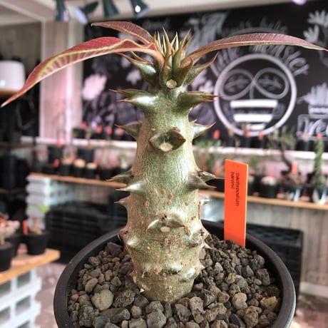 pachypodium  baronii《大きめM size》※激希少‼︎現地球発根済株※現地らしい荒いstuds棘に肌質‼︎weight低めな良樹形株※mad black pot植え