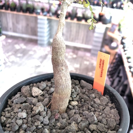 opercullicarya   decaryi  littmon  seed🌱  《4年半株》※大変成長の早い良株&良樹形デカリー‼︎※mad  black  pot植え （限定 1株）