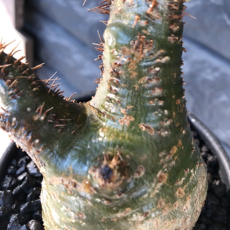 pachypodium gracilius《小さめM size》希少green肌※現地球発根後店主国内管理3年株※激ぼってりトトログラキ樹形が堪らない※mad black bowl pot植え